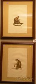 Two Framed Audebert Handcolored Prints of Monkeys