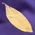 18kt Gold and Diamond Leaf Brooch Andrew Grima London