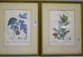 Pair of Framed French Handcolored Botanical Lithographs