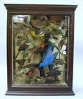 Late Victorian Fourteen Bird Diorama