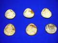 Six Unmounted Shell Carved Cameos