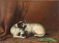 British School 19th Century Two Resting Pug Pups