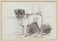 British School 19th Century Neil of Swarland A Pug Portrait