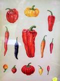 Gouache of Peppers