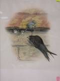 Framed Gould and Richter Bird Print of the Common Swift