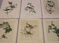 Six Unframed Handcolored Aquatints after Audubon