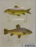 Four Framed Chromolithographs of Angling Subjects
