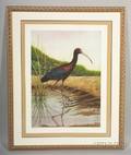 John Costin American 20th Century Large Framed Handcolored Etching of a Glossy Ibis
