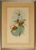 Two hand colored lithographs of hummingbirds after John Gould  HC Richter