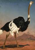 AngloAmerican School 19th Century Ostrich