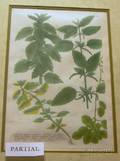 Three Framed Handtinted Botanical Engravings