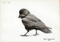 Robert Verity Clem American b 1933 Raven Facing Left