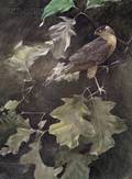 Robert Verity Clem American b 1933 SharpShinned Hawk
