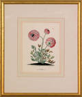 Pair of hand colored floral engravings early 19th c