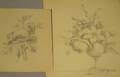 Two Unframed Pencil Drawings of Flowers
