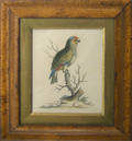 Pair of color bird engravings