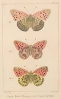 Six Framed Handcolored Engravings of Butterflies and Moths