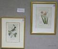 Lot of Four Prints Townsends Ptilogonys