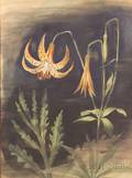 Erik Hans Krause American b 1899 Tiger Lilies