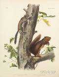 Audubon John Woodhouse 18121862