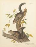 Audubon John Woodhouse 18121862