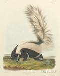 Audubon John Woodhouse 18121862
