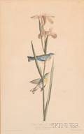 Audubon John James 17851851