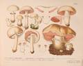Mycology Barla Jean Baptiste 18171896