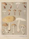 Mycology Barla Jean Baptiste 18171896