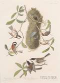 Audubon John James 17851851