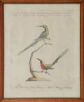 Italian bird engraving