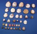 Group of Thirtyseven Mounted and Unmounted Carved Shell Abalone and Stone Cameos