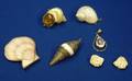 Seven Shell Jewelry Items