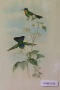 Lot of Two Framed Lithographs of Hummingbirds by Gould  Richter
