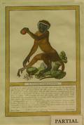 Two Framed Italian Handtinted Engravings of Monkeys