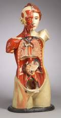 LifeSize Plaster Anatomical Female Figure