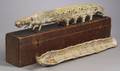 Paiermch Anatomical Model of a Caterpillar