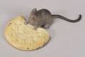 Viennese Cold Painted Miniature White Metal Figure of a Mouse with a Cracker