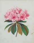AngloAmerican School 19th20th Century Pink Rhododendron