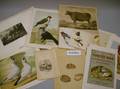 Large Group of Unframed Prints with Animal Subjects