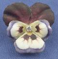 Art Nouveau 14kt Gold Enamel and Diamond Pansy PendantBrooch