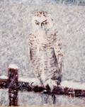 James Fosburgh American 19101977 Snowy Owl