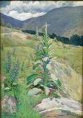 Harold Broadfield Warren American 18591934 Mountain Flowers