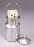 Roullet et Decamps Cat in Churn Automaton