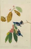 Audubon John James 17851851