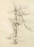 Vera Andrus American 18951979 Tree Study
