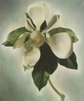 John C E Taylor American b 1902 Magnolia Flower
