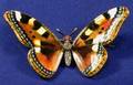 Antique Enamel and Diamond Butterfly Brooch