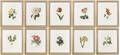 Collection of 10 Botanical Prints After Redoute