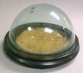 Shallow Round Glass Dome